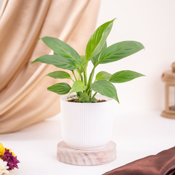 Ugaoo Peace Lily Plant Plant In Pot Buy online at ₹170 near me