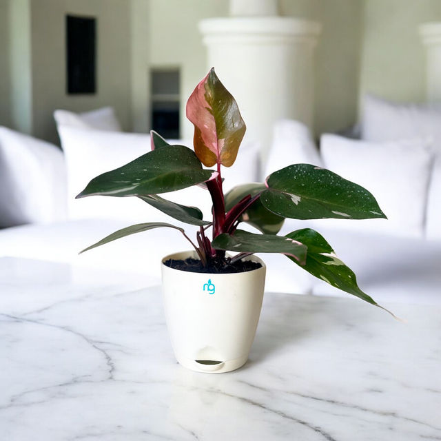 Nurturing Green Philodendron 'Pink Princess' Plant in 4.5 Inch Ivory Self Watering Plastic Pot