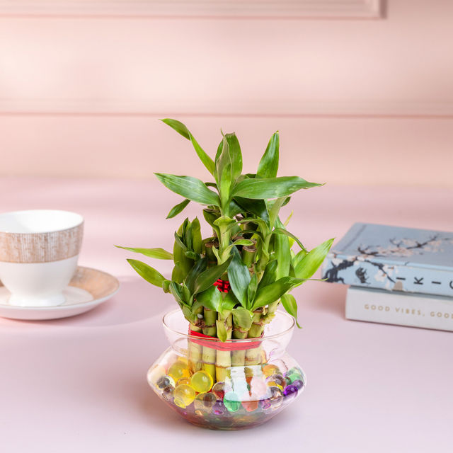 Nurturing Green - Lucky Bamboo Plant (2-layer) in Glass Pot (10cm x 8cm) | Plants for Gifting