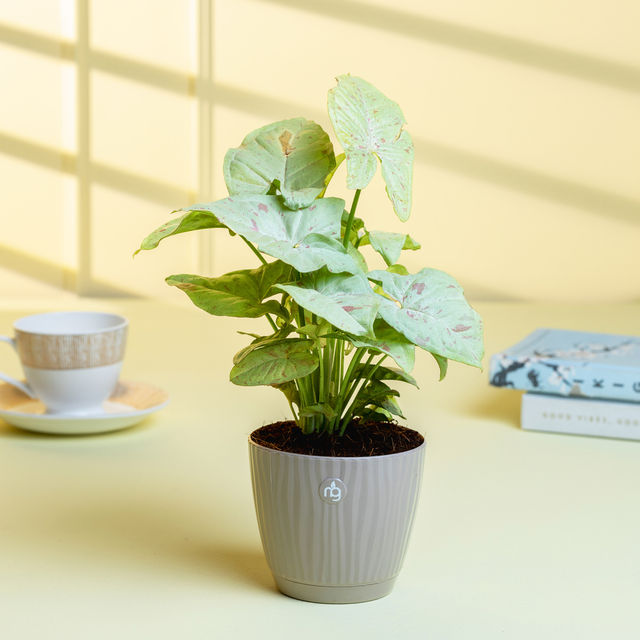 Nurturing Green Syngonium Milk Confetti Plant in Mocha Self Watering Pot