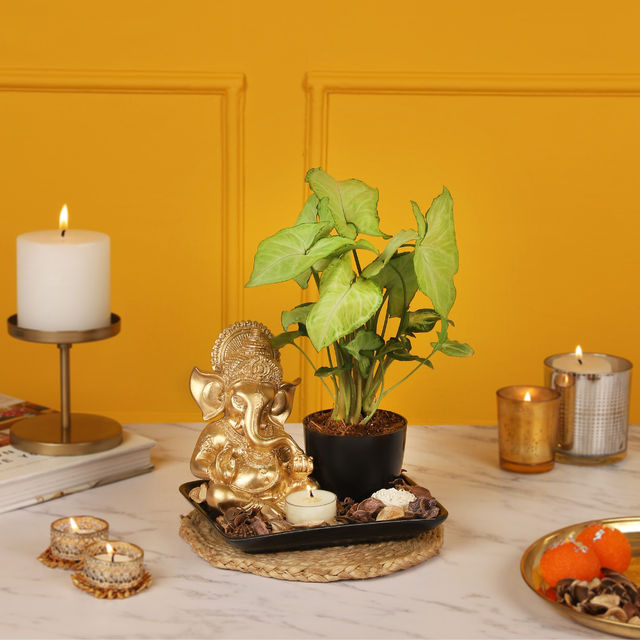 Nurturing Green Diwali 'Blessed Corner' Gift Box with Plant
