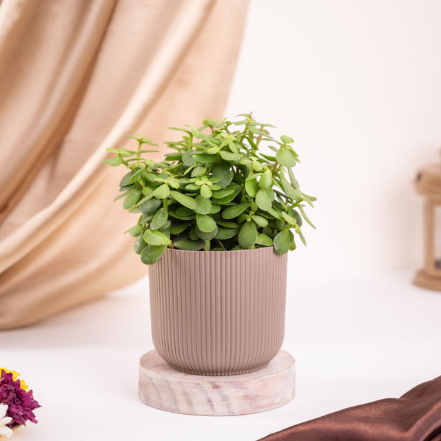 Ugaoo Jade Plant with Pot Buy online at ₹165 near me