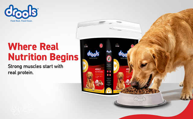 Drools Chicken and Egg Adult Dry Dog Food Inside Container 5kg