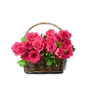 Flowers & Plants