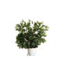Artificial Plant