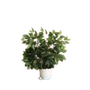 Artificial Plants