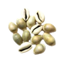 Kaudi shells & gomti chakra
