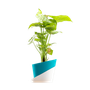 Plants & Potters