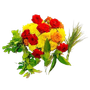 Flowers & Leaves