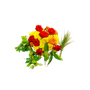 Flowers & leaves