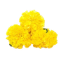 Fresh flowers