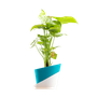 Plants & Gardening