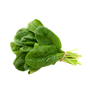 Leafy herbs