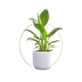 Plants & Pot