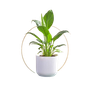 Bouquets & Plants