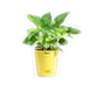 Plants