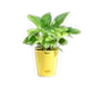 Pots & Planters